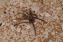 Phryganoporus_canididus_D3599_Z_85_Hamelin pool_Australie